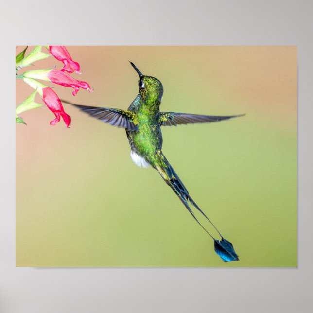 Poster Colibri vert avec des plumes de longue queue (Devant)