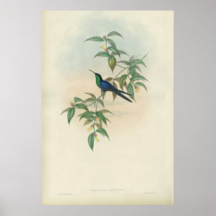 Poster Colibri vert et bleu de Gould