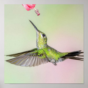 Poster Colibri Vert Volant Plutôt