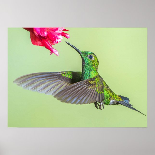 Poster Colibri vert volant vers une fleur rouge (Devant)