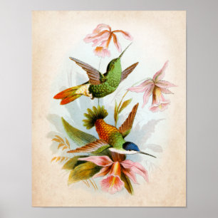Poster Colibri vintage Art no 13