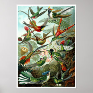 Poster Colibri vintage par Ernst Haeckel