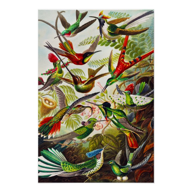 Poster Colibri vintage par Ernst Haeckel (Devant)