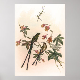 Poster Colibri vintage par John Gould