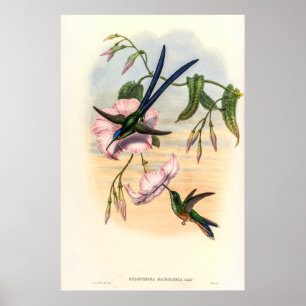 Poster Colibri vintage par John Gould