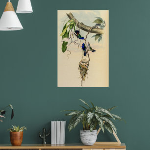 Poster Colibri vintage par John Gould
