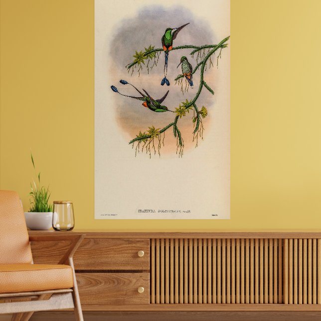 Poster Colibri vintage par John Gould (Salon 2)