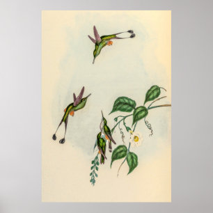 Poster Colibri vintage par John Gould