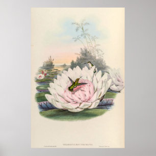 Poster Colibri vintage par John Gould
