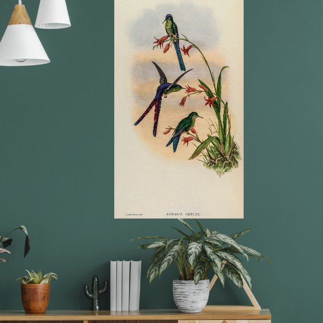 Poster Colibri vintage par John Gould (Salon 1)