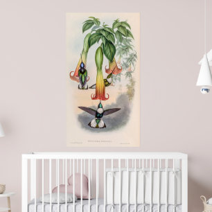 Poster Colibri vintage par John Gould