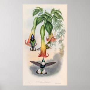 Poster Colibri vintage par John Gould