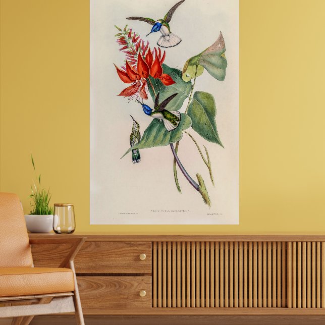 Poster Colibri vintage par John Gould (Salon 2)