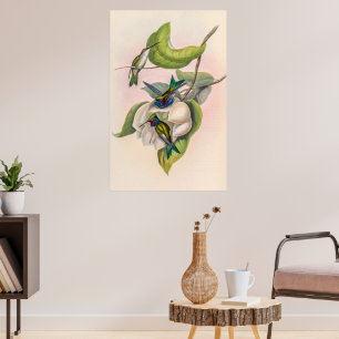 Poster Colibri vintage par John Gould