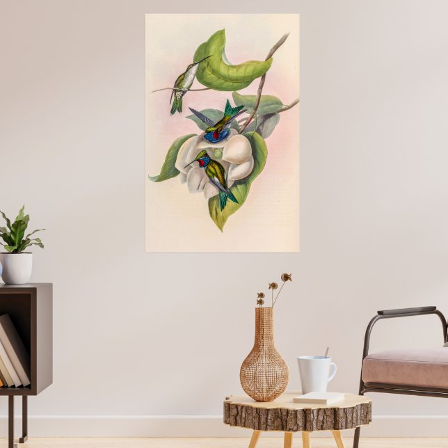 Poster Colibri vintage par John Gould (Salon 3)