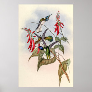 Poster Colibri vintage par John Gould