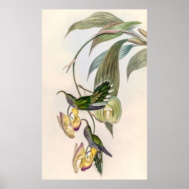 Poster Colibri vintage par John Gould (Devant)