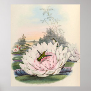 Poster Colibri vintage par John Gould