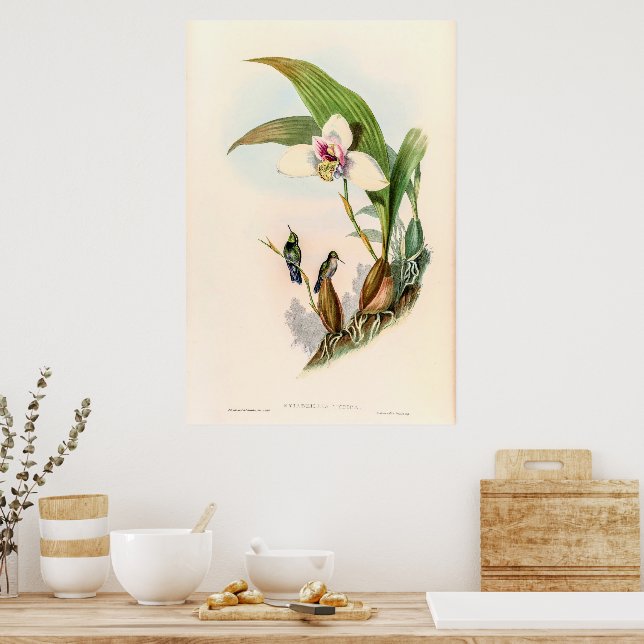 Poster Colibri vintage par John Gould (Cuisine)