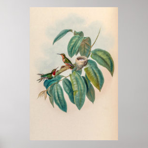 Poster Colibri vintage par John Gould