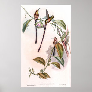 Poster Colibri vintage par John Gould