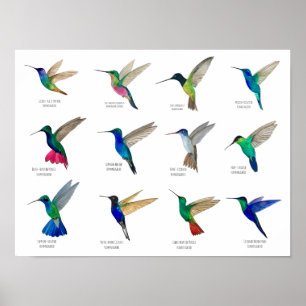 Poster Colibris