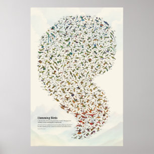 Poster Colibris - Clair