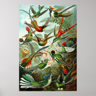 Poster Colibris d'Ernst Haeckel
