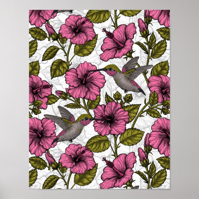 Poster Colibris et fleurs d'hibiscus roses (Devant)