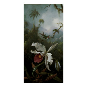 Poster Colibris et orchidée blanche par Martin J. Heade