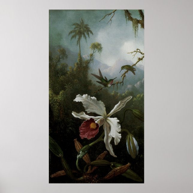 Poster Colibris et orchidée blanche par Martin J. Heade (Devant)