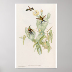 Poster Colibris mignons sur une fleur de cactus par John