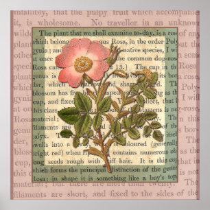 Poster Collage Antique Rose Rose Pâle Élégant Vintage