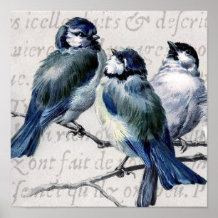 Poster Collage bleu vintage d'oiseaux - oiseaux bleus