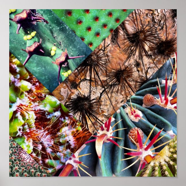 Poster Collage Cactus (Devant)
