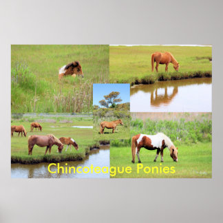 Poster Collage de Chincoteague Ponies