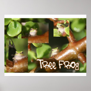 Poster Collage de grenouilles d'arbre, même grenouille di