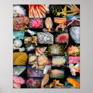 Poster Collage de la vie marine de Colombie-Britannique