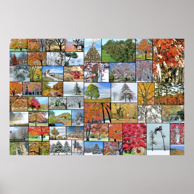 Poster collage des arbres 36 x 24 (Devant)