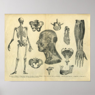 Poster Collage d'illustrations anatomiques du corps