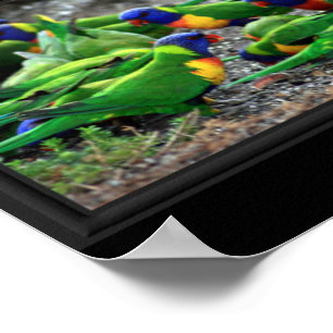 Poster Collage d'Oiseaux australiens