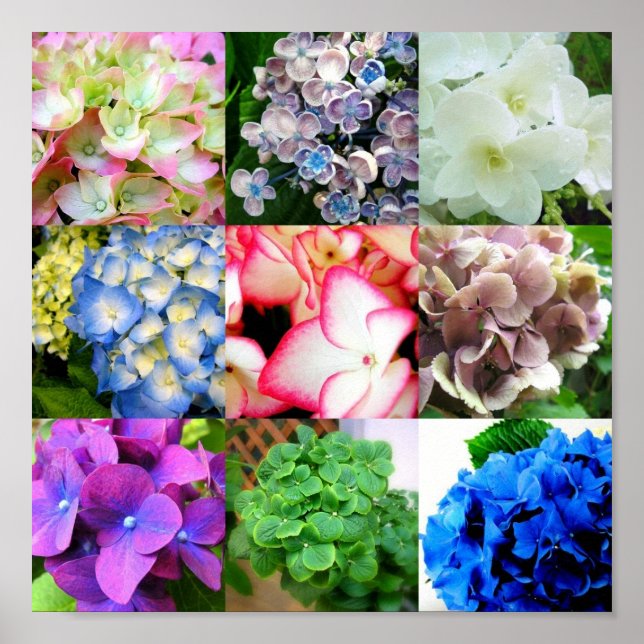 Poster Collage Hydrangea (Devant)
