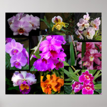 Collage orchidée