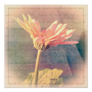 Poster Collage rose Gerbera Daisy