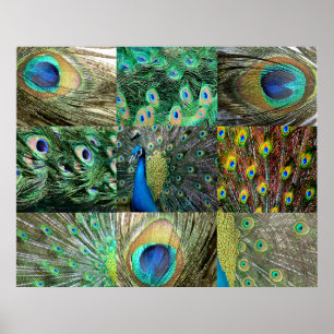 Poster Collage vert-bleu de photo de paon
