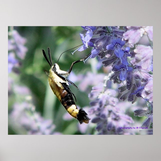 Poster Collecte de nectar - photographie par JB Originals (Devant)