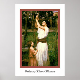Poster Collecte des fleurs d'amande