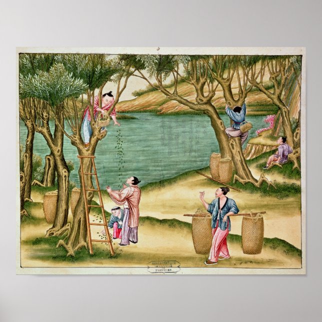 Poster Collecte des mûres (Devant)