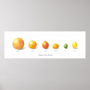 Poster Collection Citrus