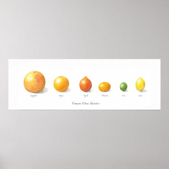 Poster Collection Citrus (Devant)
